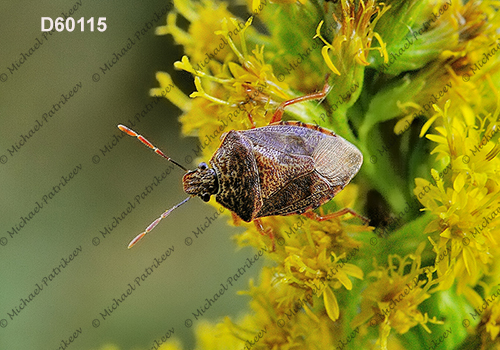 Podisus placidus (Asopinae, Pentatomidae)